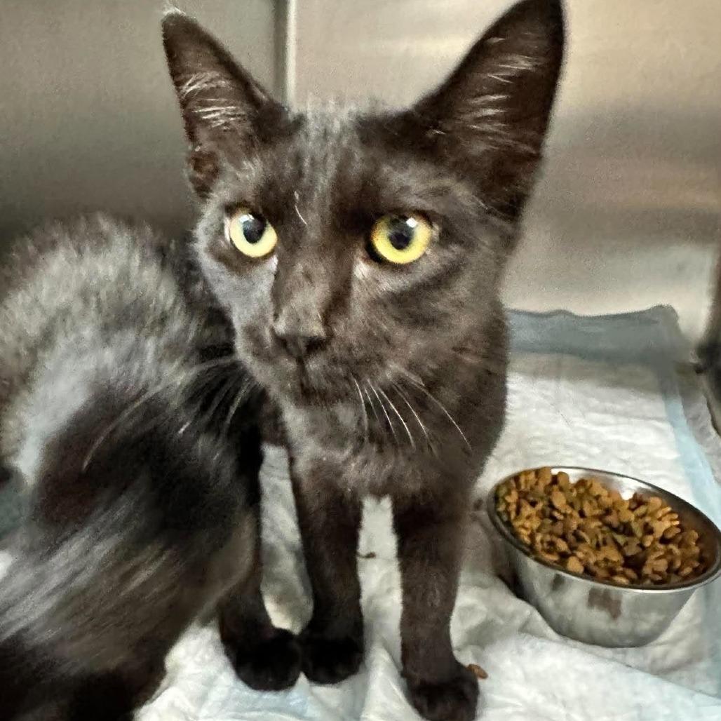 Chong, Adoptable, Kitten Male Domestic Short Hair.