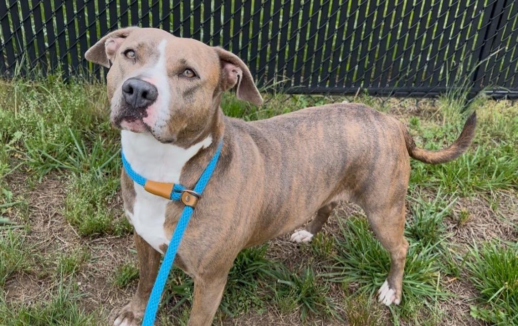Enlarge Macey, a Adoptable mixed breed in Oxford, NC image 2/4