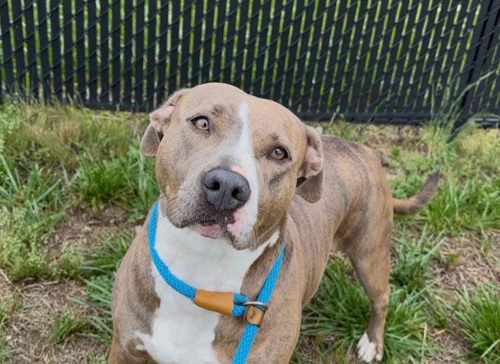 Enlarge Macey, a Adoptable mixed breed in Oxford, NC image 3/4