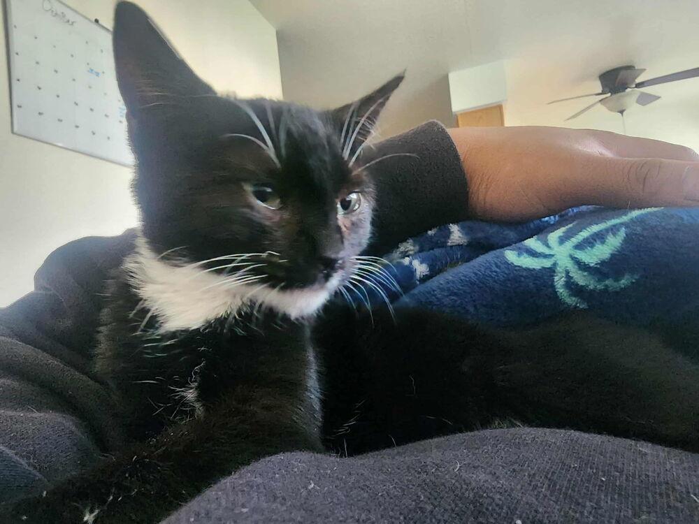 SG - Giselle, Adoptable, Kitten Female Domestic Short Hair.