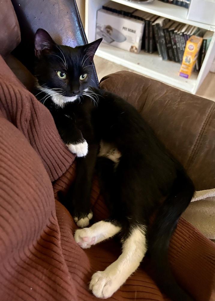 Enlarge SG - Giselle, a Adoptable mixed breed in Moses Lake, WA image 3/6