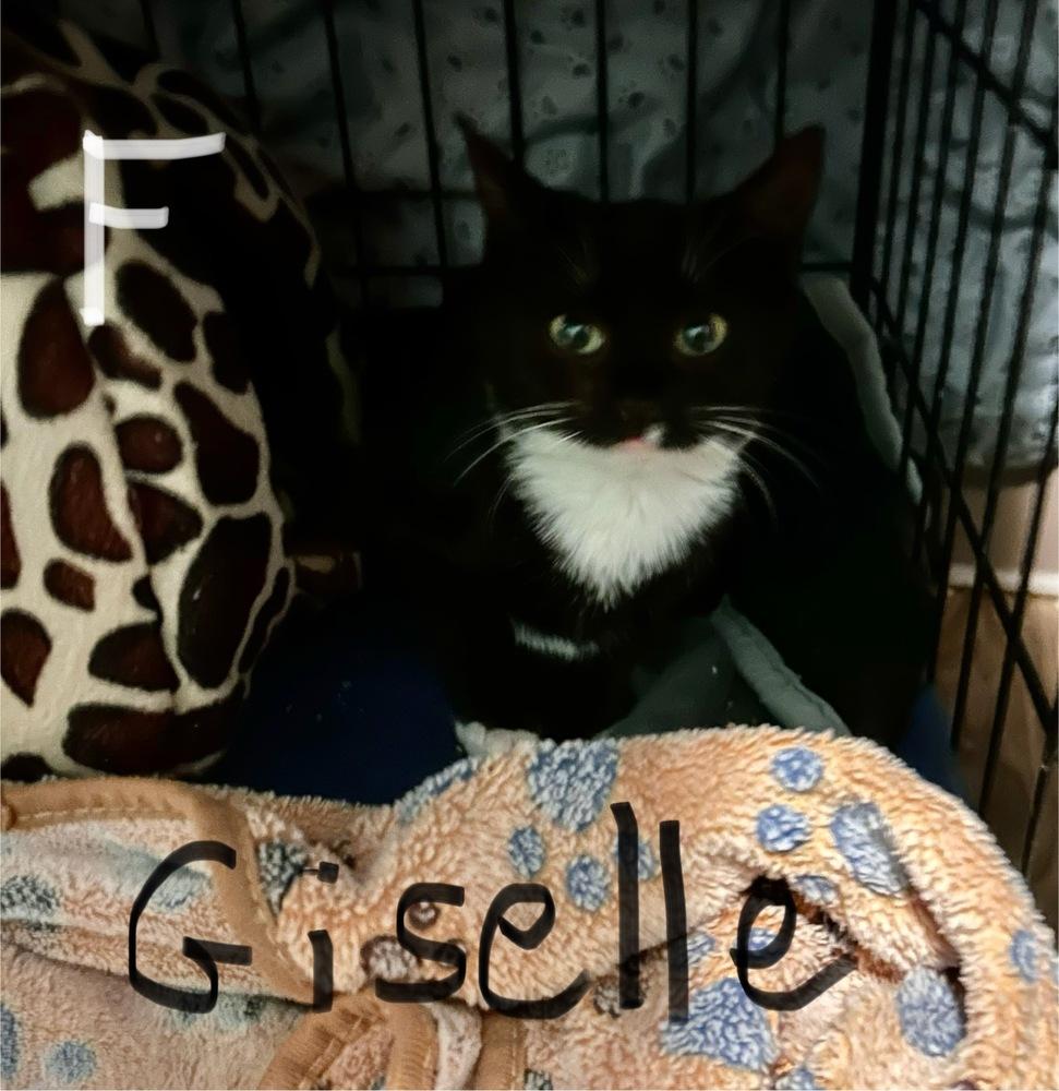 Enlarge SG - Giselle, a Adoptable mixed breed in Moses Lake, WA image 5/6
