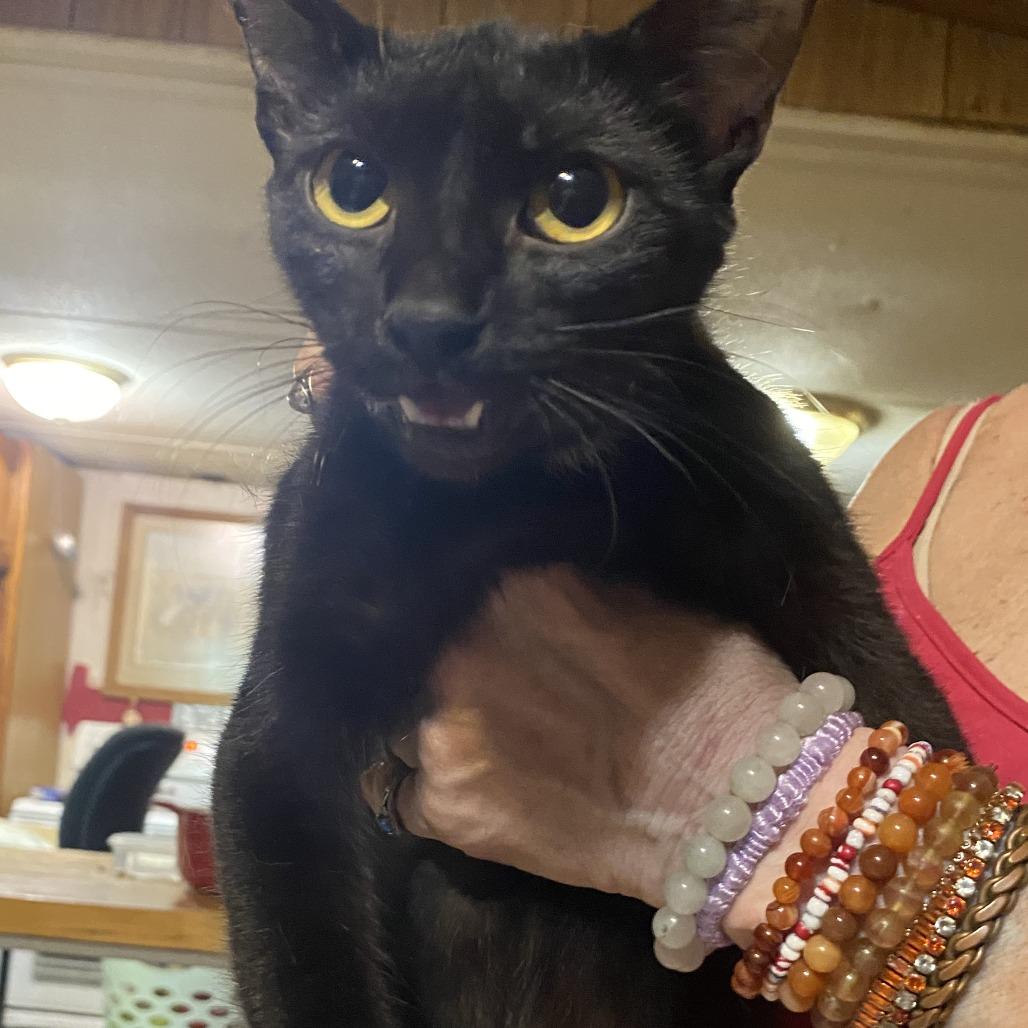 Enlarge Blue C23, a Adoptable Domestic Short Hair in Russellville, KY image 1/1