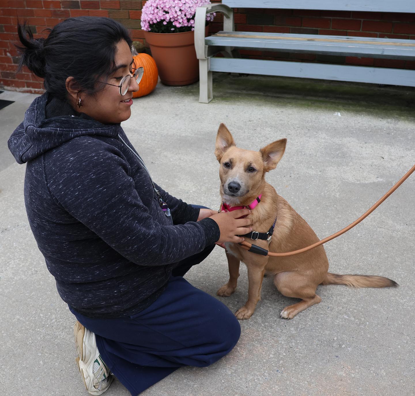 Enlarge Prissy, a Adopted mixed breed in Harrison, NY image 4/5