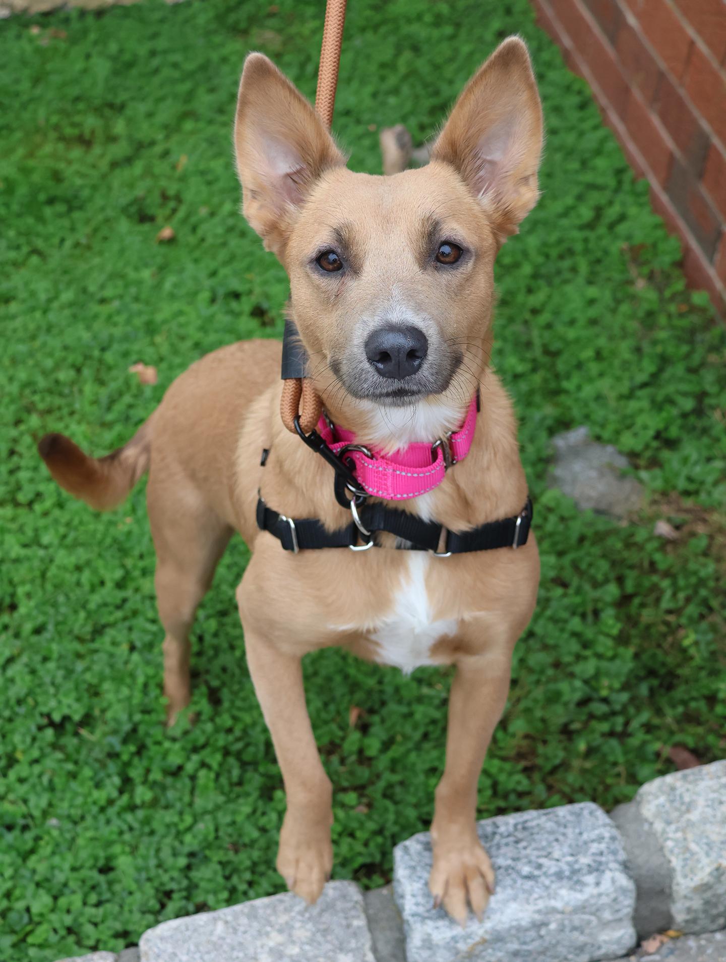 Prissy, Adopted, Young Female Shepherd.