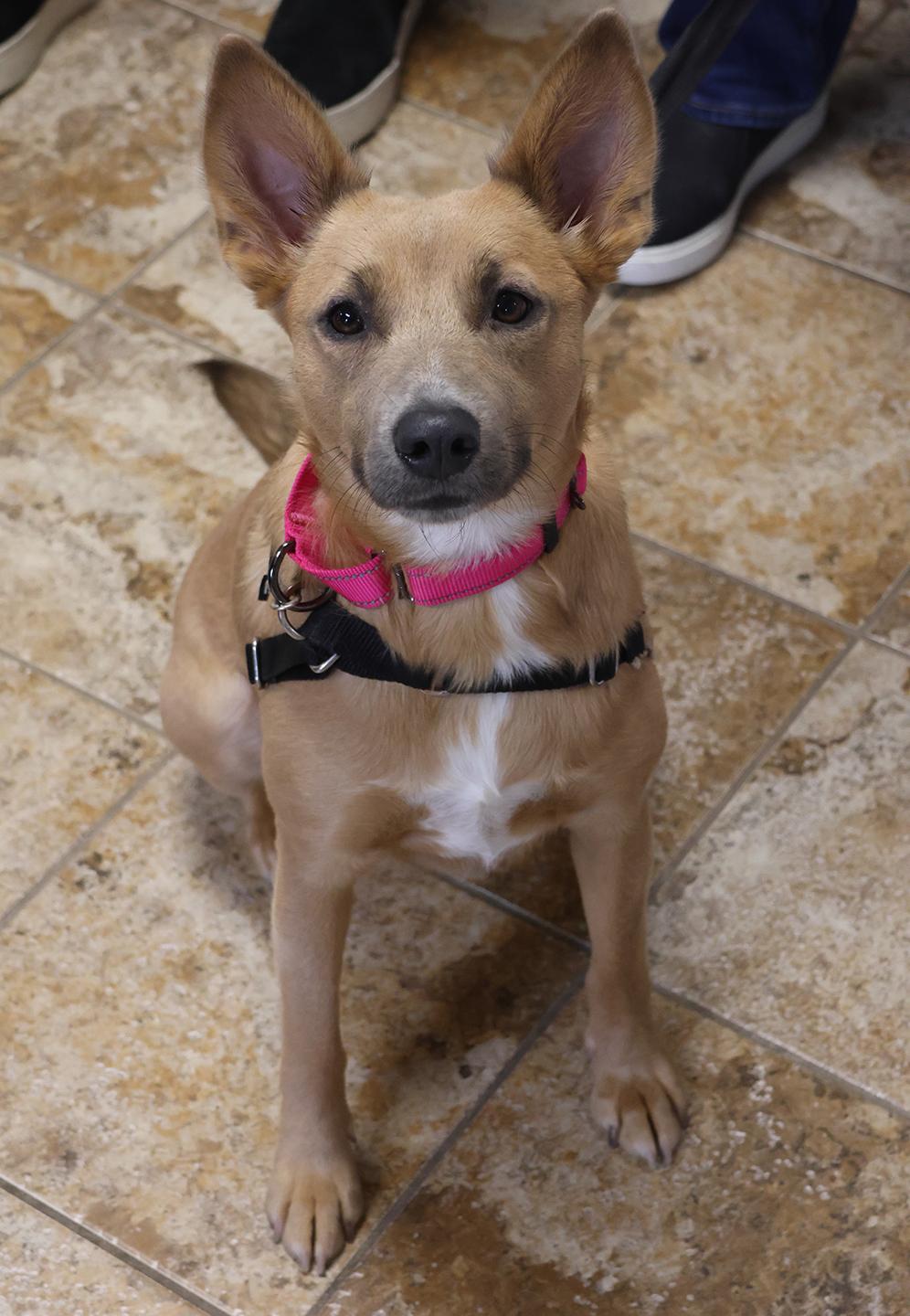 Enlarge Prissy, a Adopted mixed breed in Harrison, NY image 3/5
