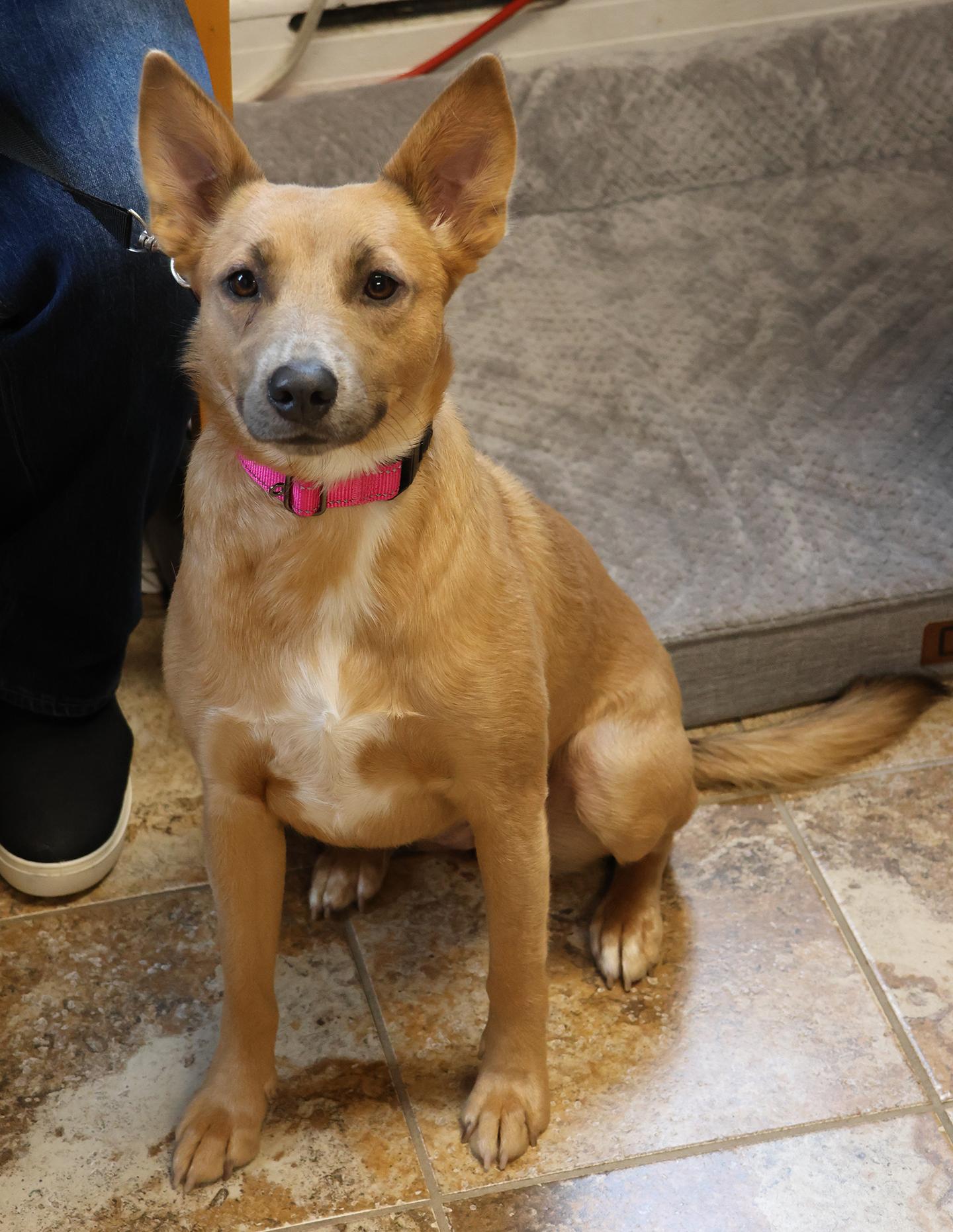 Enlarge Prissy, a Adopted mixed breed in Harrison, NY image 2/5