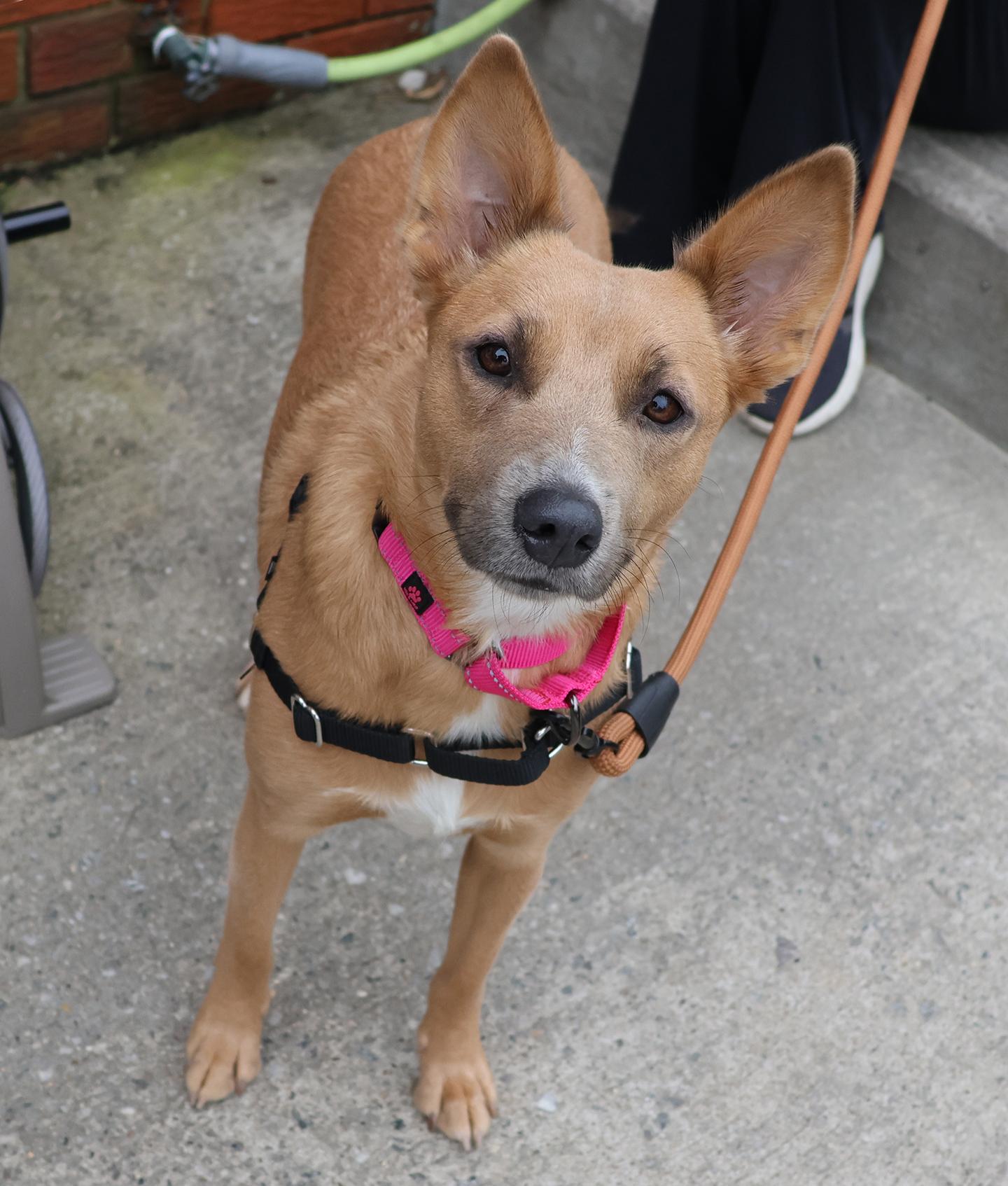 Enlarge Prissy, a Adopted mixed breed in Harrison, NY image 5/5