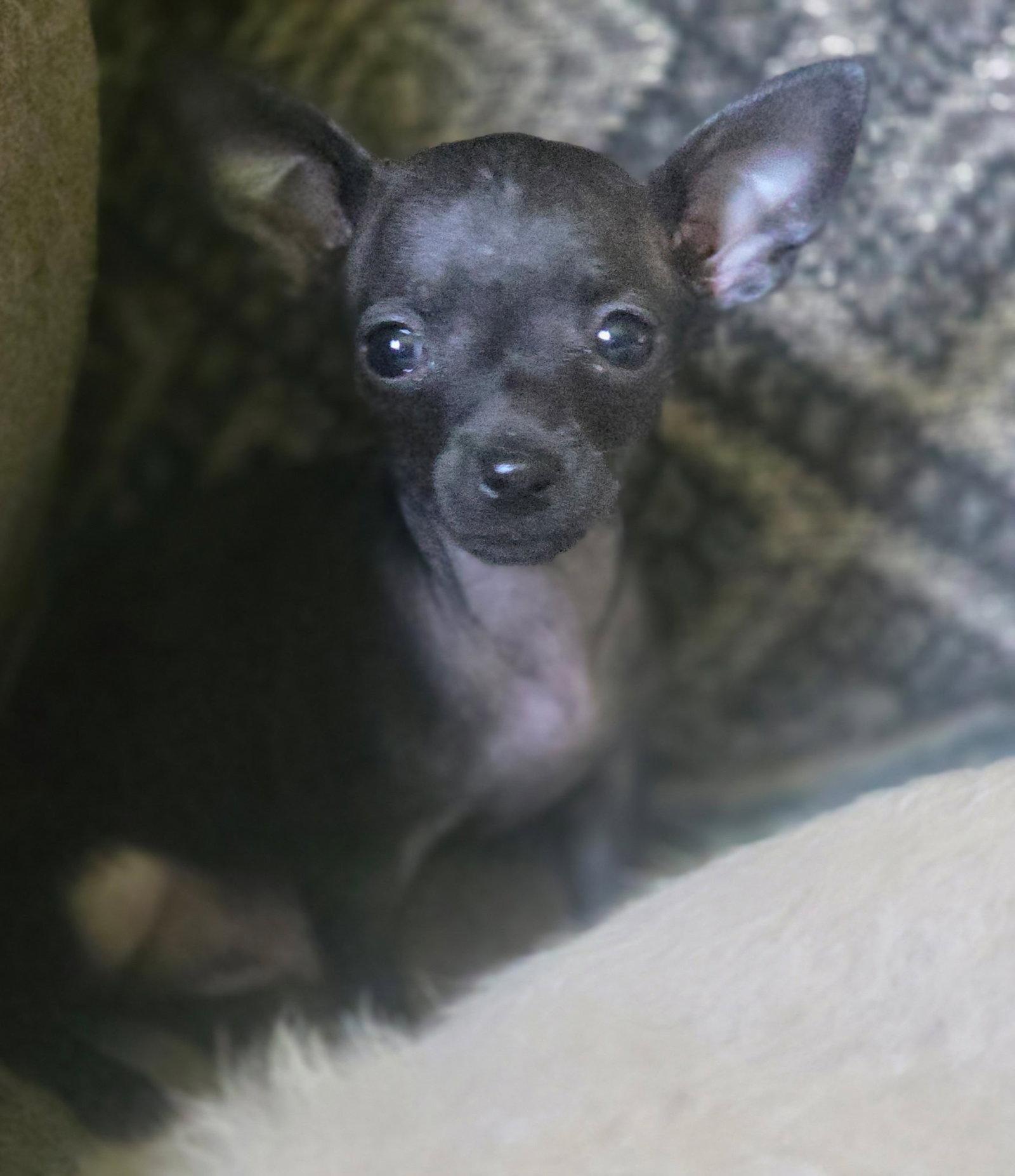 Dash, Adopted, Young Male Chihuahua.