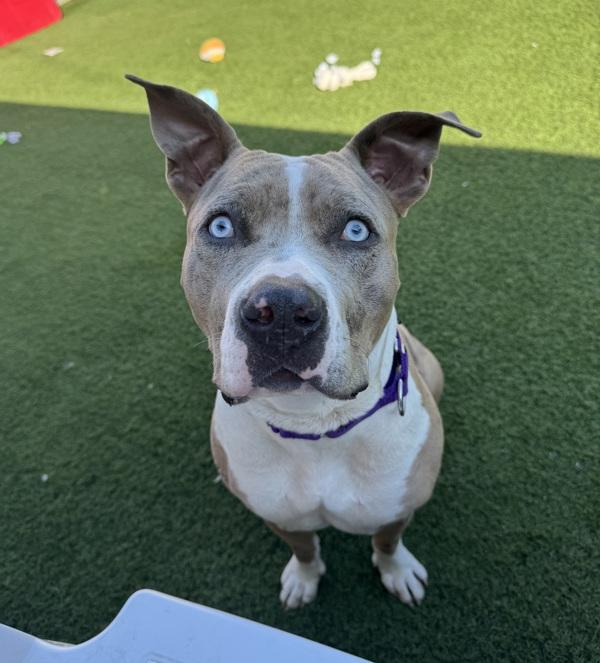 Mulan, Adoptable, Adult Female Pit Bull Terrier.