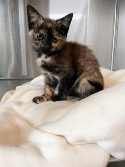 TOFFEE, Adopted, Kitten Female American Shorthair.