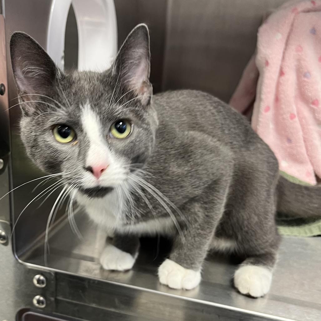 Grey, Adoptable, Kitten Male Domestic Short Hair.