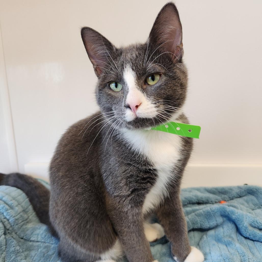 Enlarge Grey, a Adoptable Domestic Short Hair in Fort Wayne, IN image 2/4