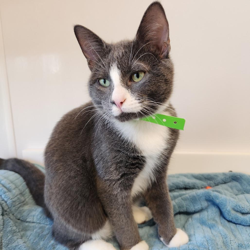 Enlarge Grey, a Adoptable Domestic Short Hair in Fort Wayne, IN image 3/4