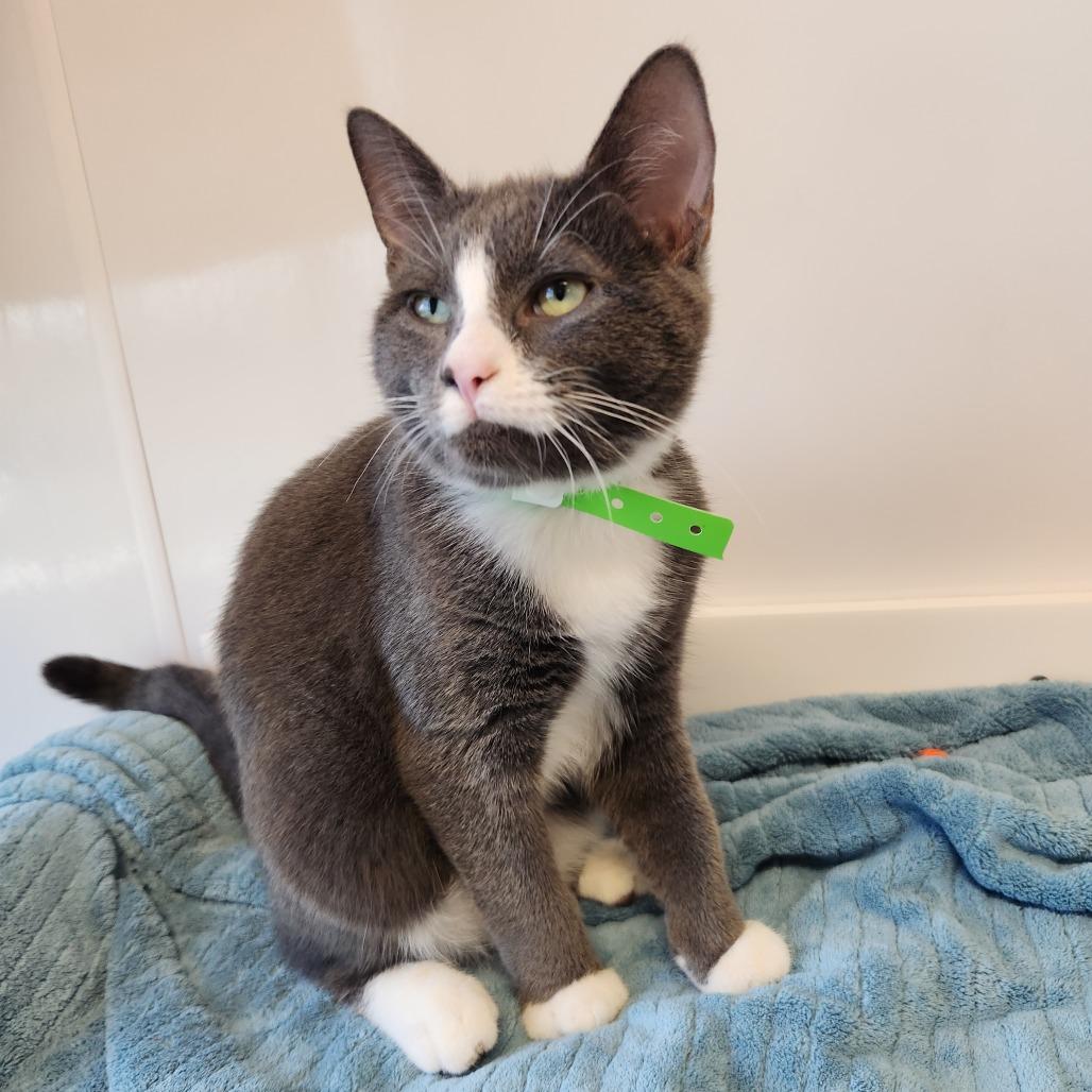 Enlarge Grey, a Adoptable Domestic Short Hair in Fort Wayne, IN image 4/4