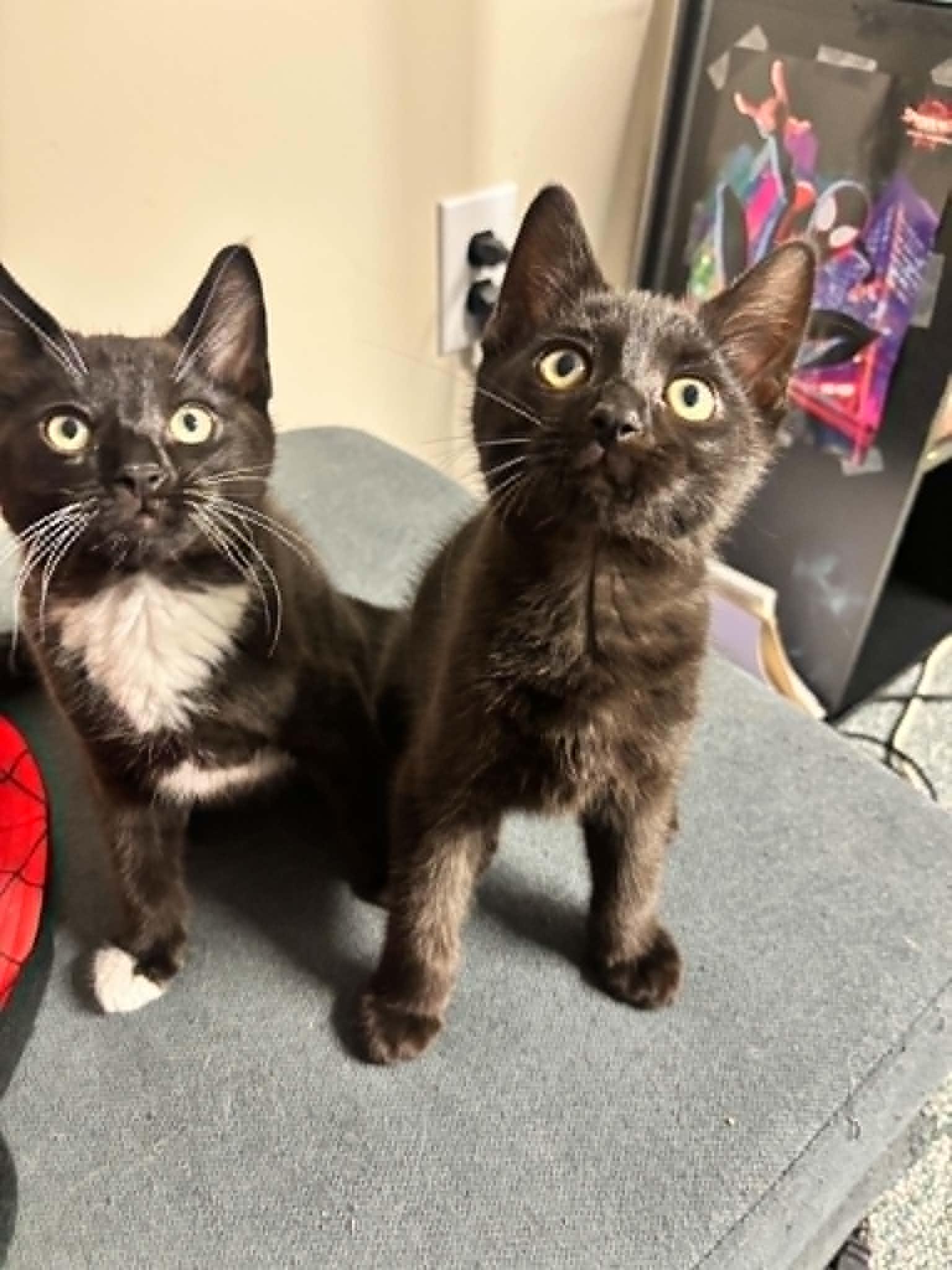 Dobbie, a Adoptable Domestic Short Hair in Penfield, NY image 2/2