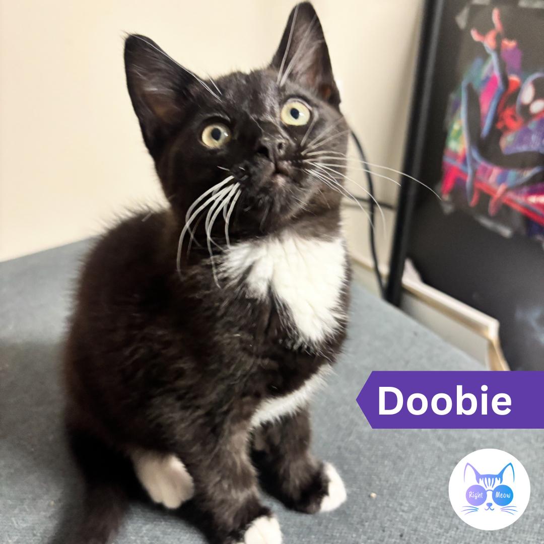 Dobbie, Adoptable, Young Male Domestic Short Hair.