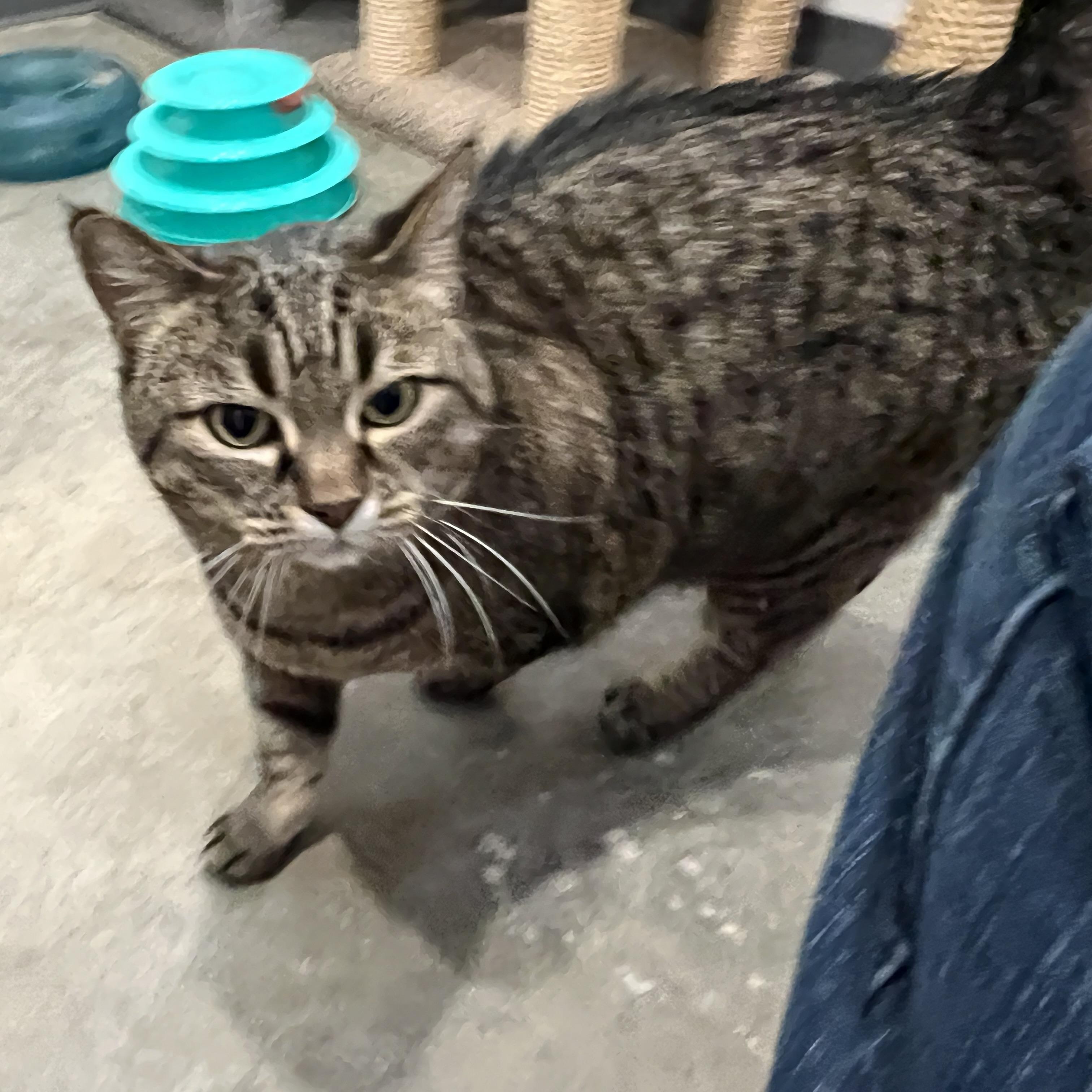 Ivy, a ADOPTABLE Domestic Short Hair in Bonners Ferry, ID image 2/2