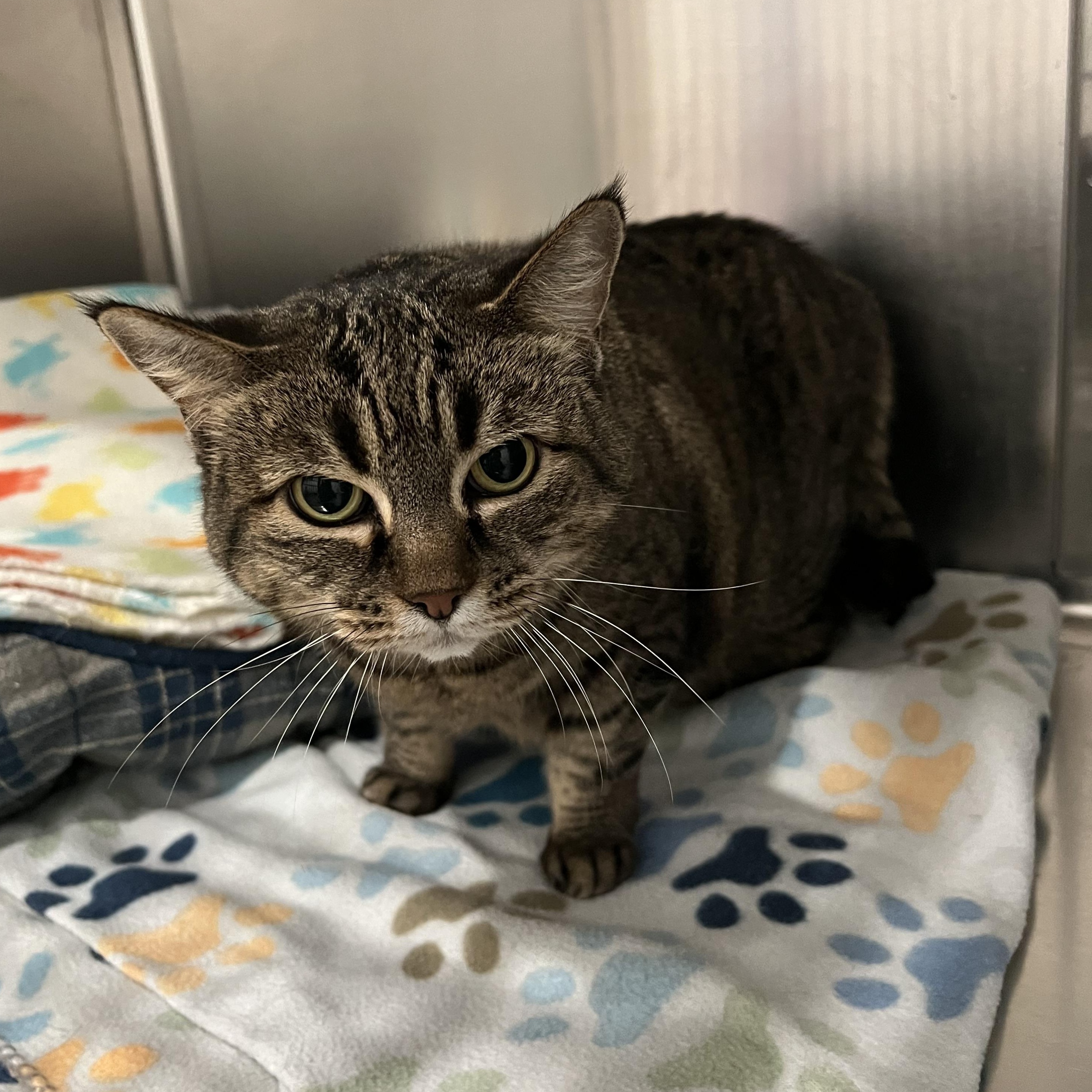 Ivy, a ADOPTABLE Domestic Short Hair in Bonners Ferry, ID image 1/2