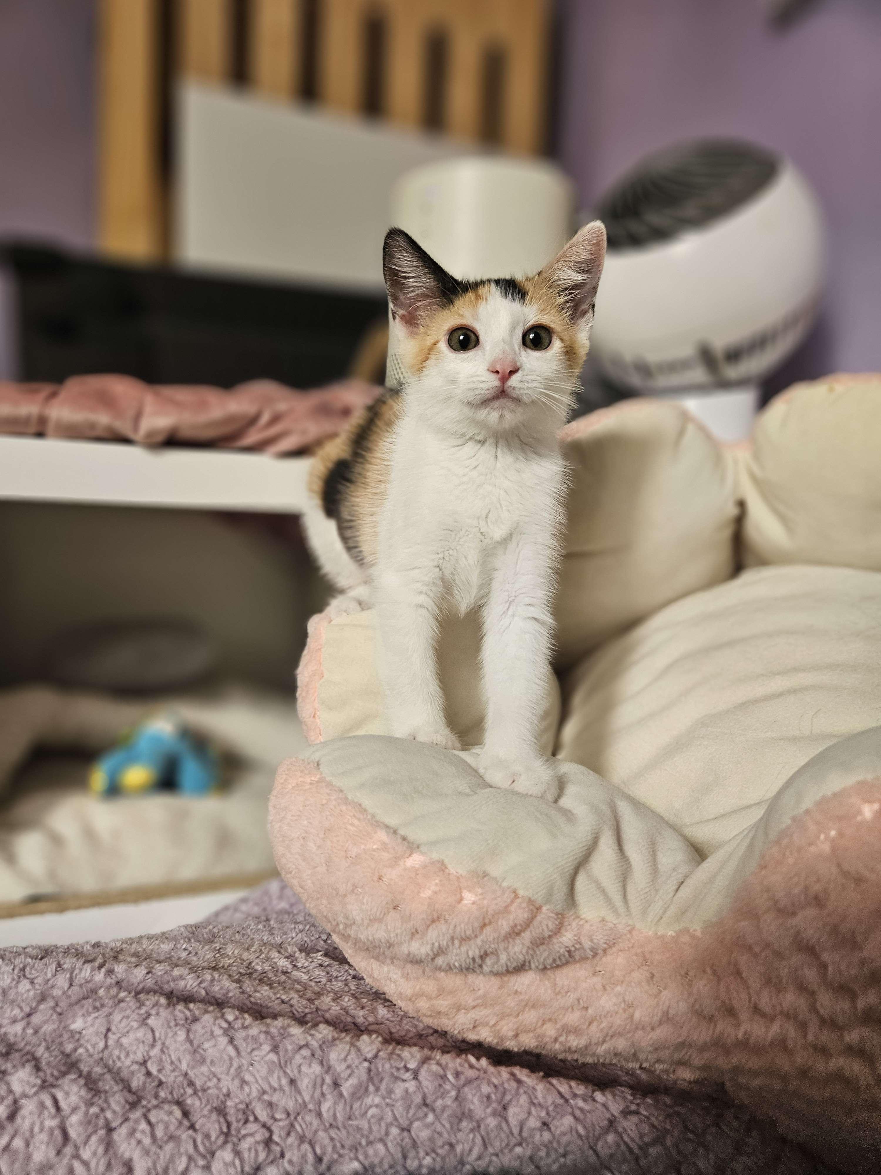 Enlarge Turbo Granny, a Adopted Domestic Short Hair in Rancho Santa Margarita, CA image 1/6