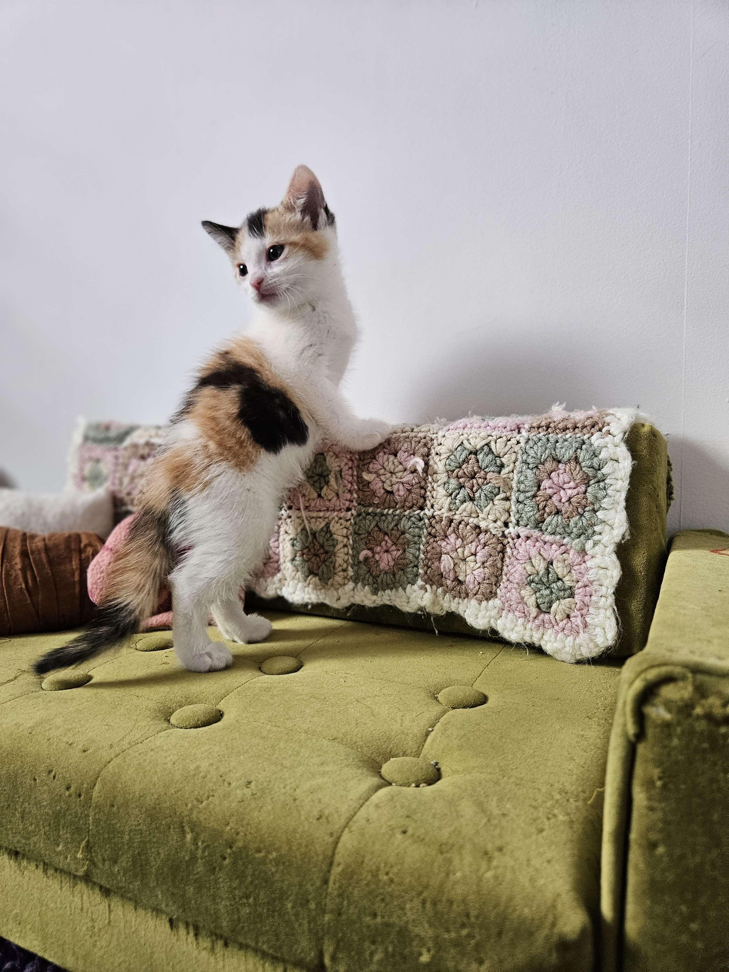 Enlarge Turbo Granny, a Adopted Domestic Short Hair in Rancho Santa Margarita, CA image 2/6