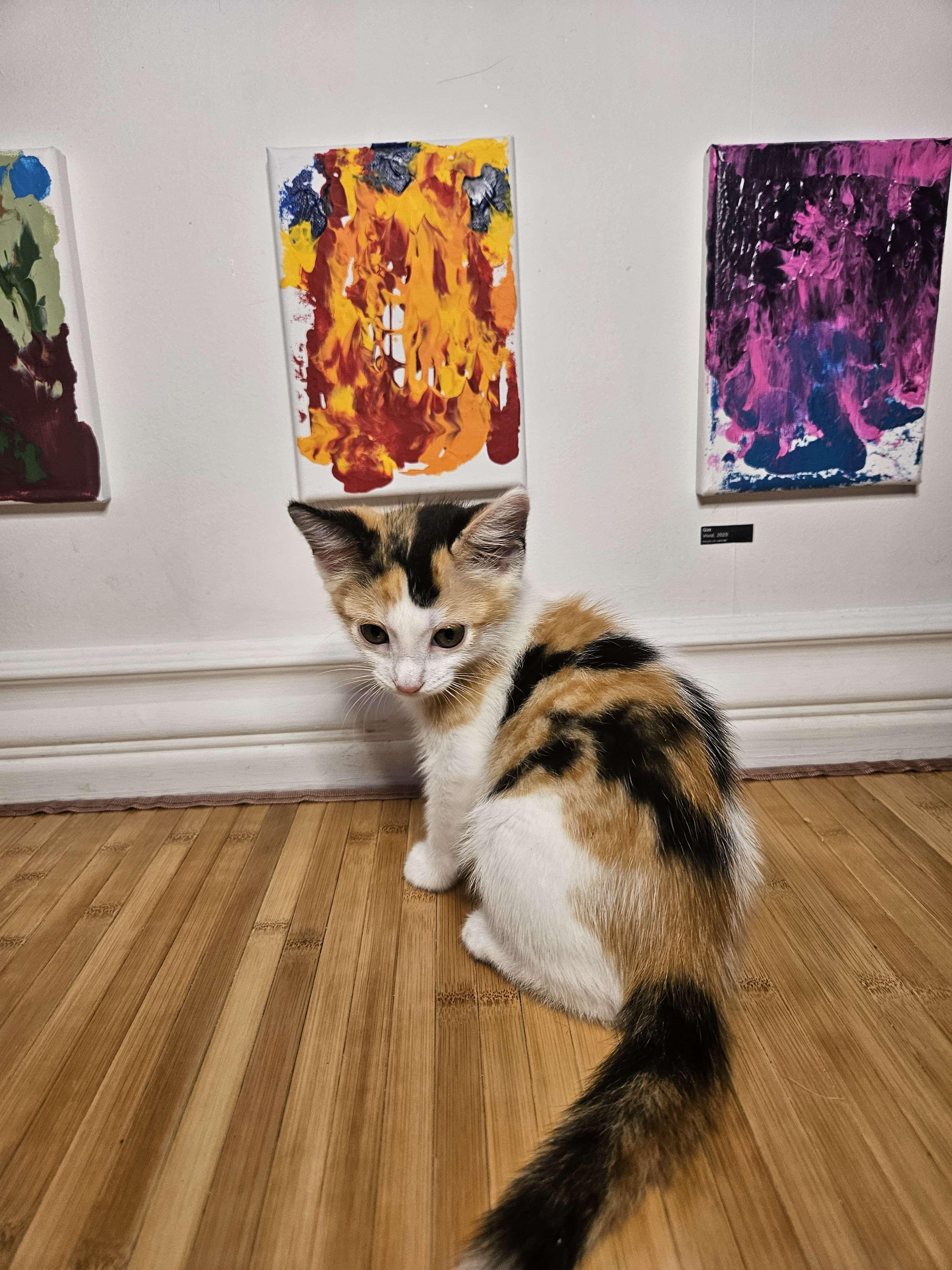 Enlarge Turbo Granny, a Adopted Domestic Short Hair in Rancho Santa Margarita, CA image 5/6