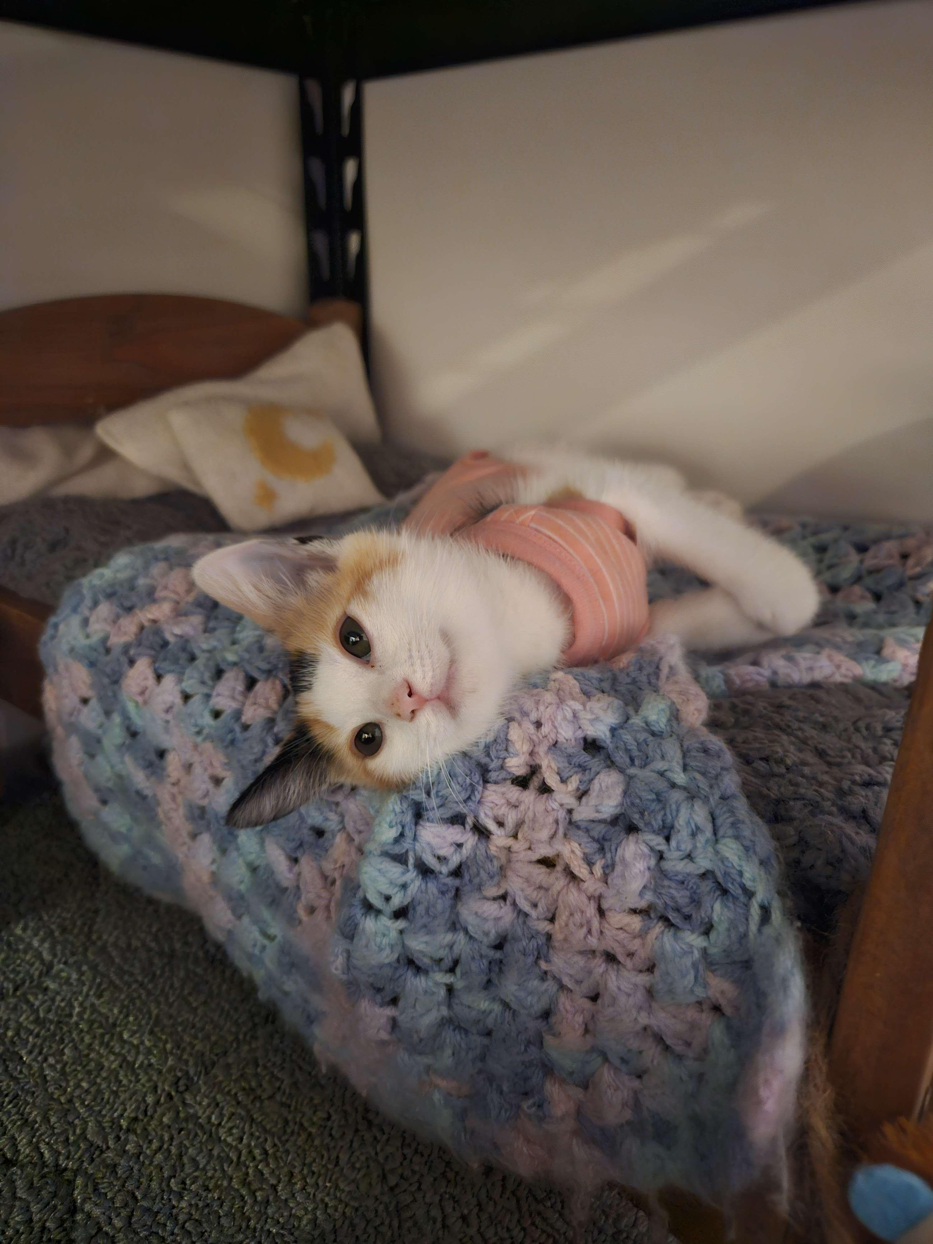 Enlarge Turbo Granny, a Adopted Domestic Short Hair in Rancho Santa Margarita, CA image 3/6