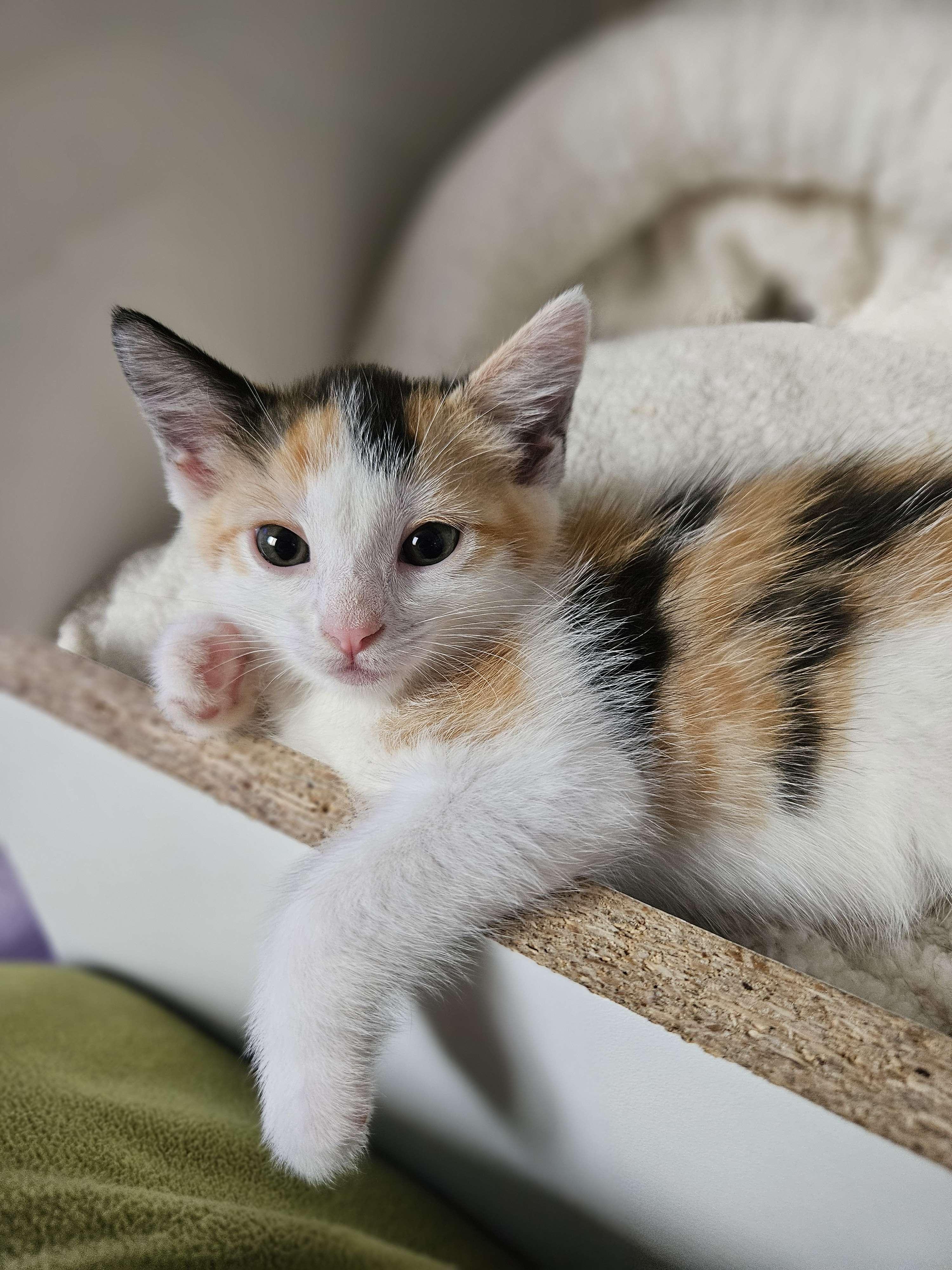 Enlarge Turbo Granny, a Adopted Domestic Short Hair in Rancho Santa Margarita, CA image 4/6