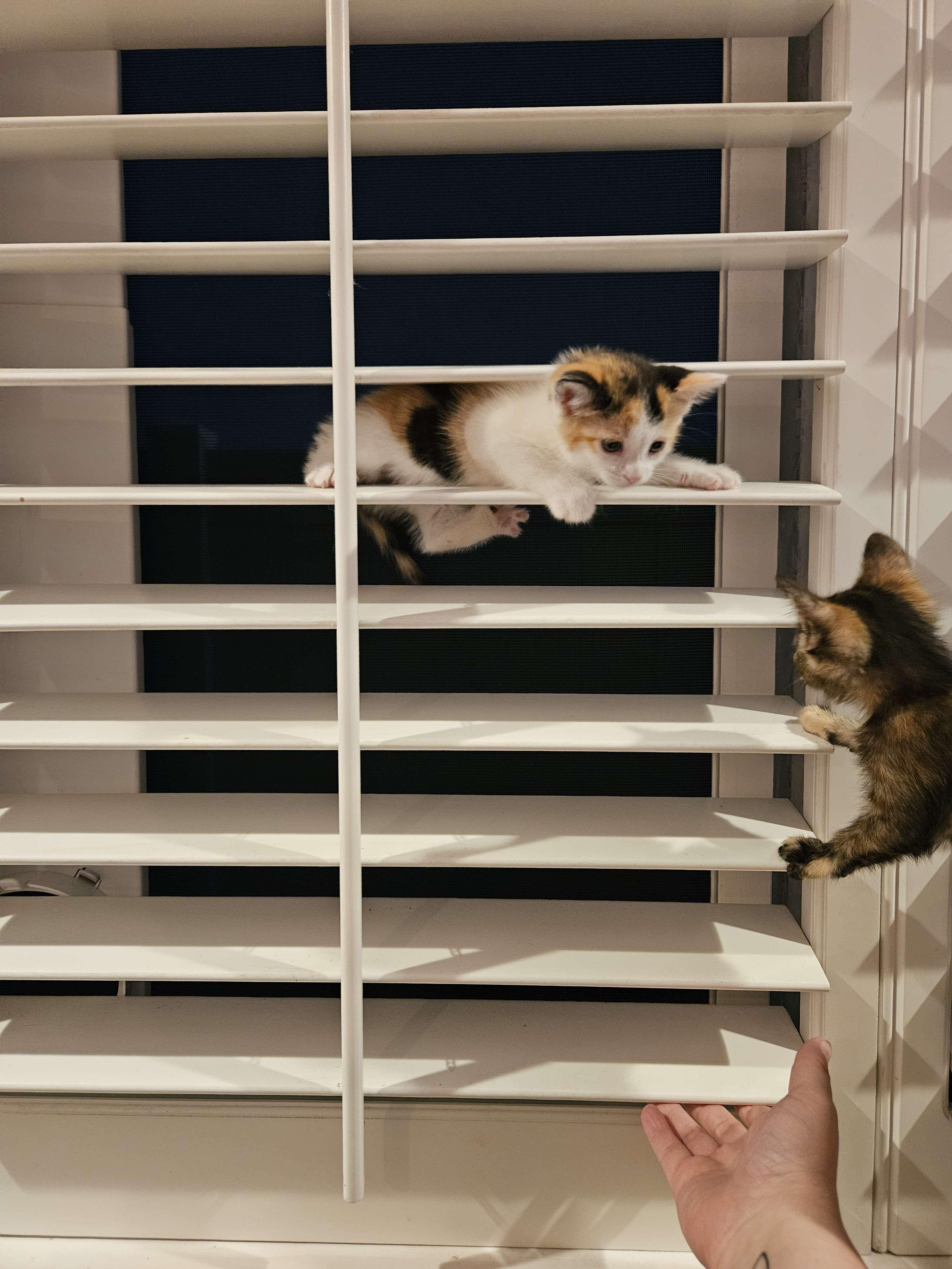 Enlarge Turbo Granny, a Adopted Domestic Short Hair in Rancho Santa Margarita, CA image 6/6