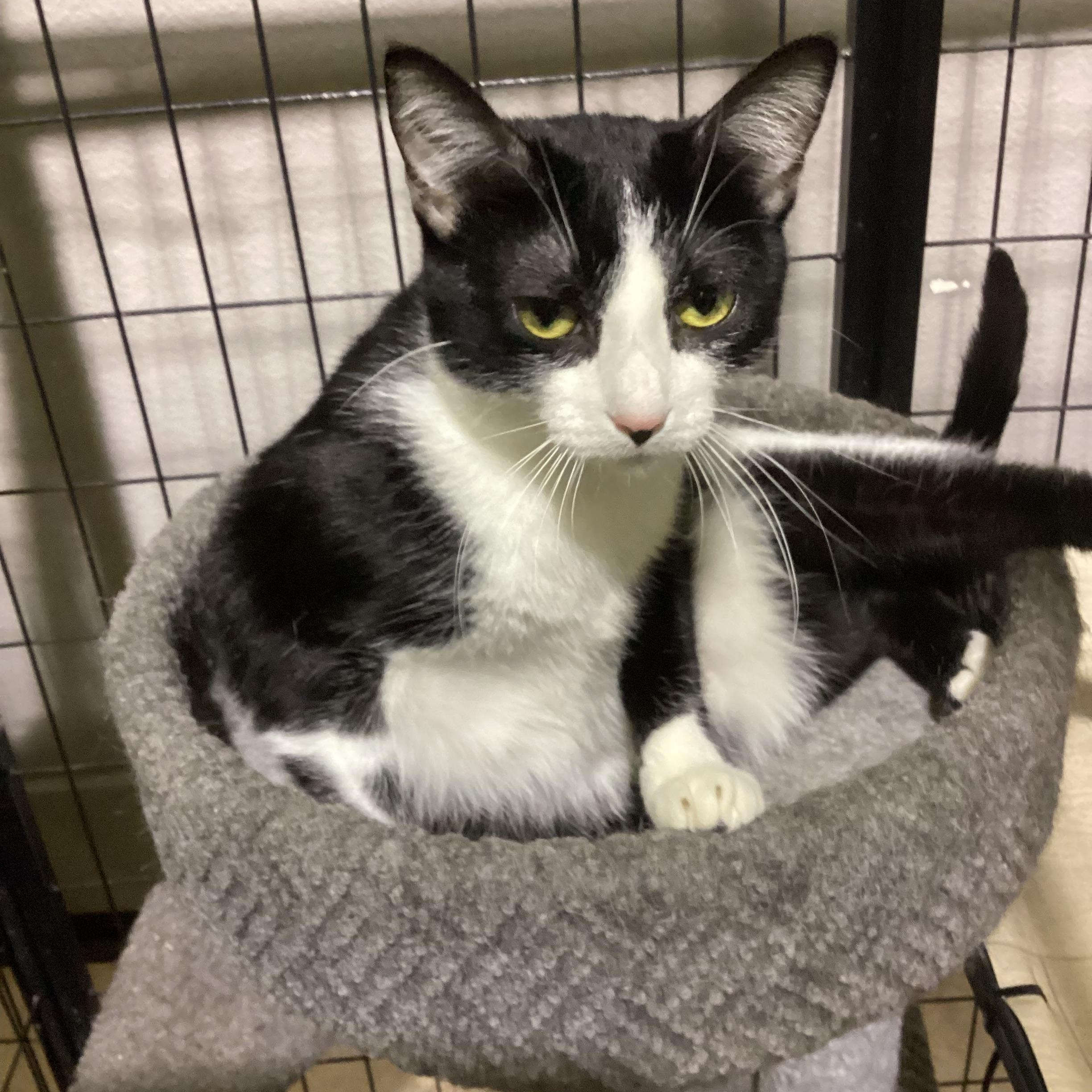 Enlarge CIRCE, a Adoptable Domestic Short Hair in Lake Ozark, MO image 1/1