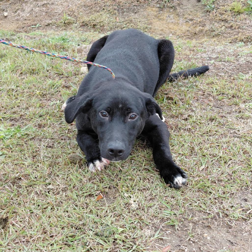 Enlarge Dylan, a Adoptable Black Labrador Retriever in Smithfield, NC image 1/1