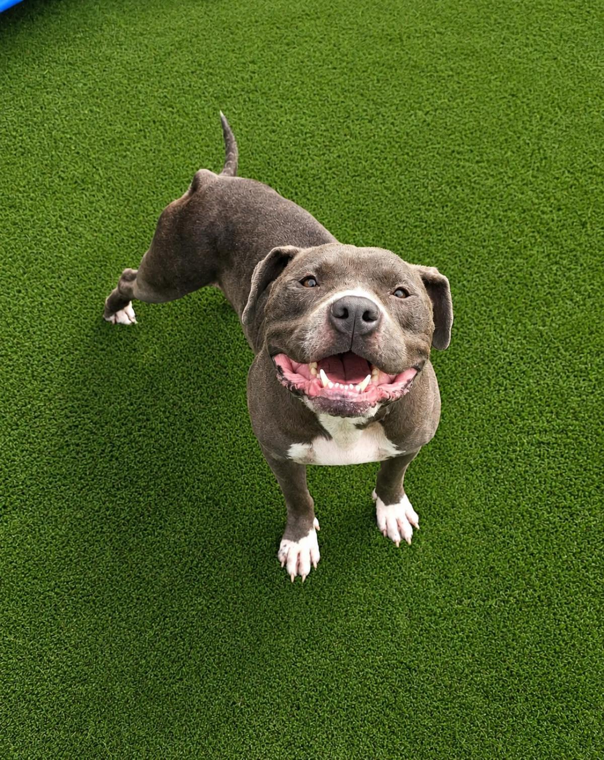 Dorian, a Adoptable mixed breed in Rockwall, TX image 1/3