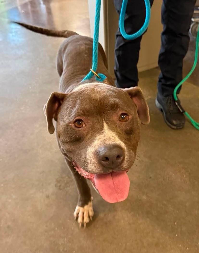 Dorian, a Adoptable mixed breed in Rockwall, TX image 2/3