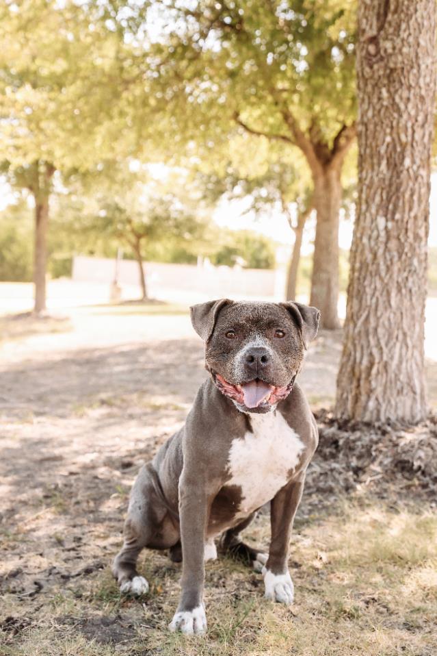 Enlarge Dorian-Diamond Dog! $75 Adoption Fee!, a Adoptable mixed breed in Rockwall, TX image 3/3
