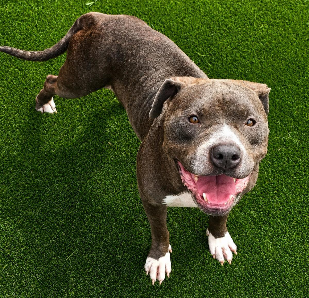 Dorian, a Adoptable mixed breed in Rockwall, TX image 3/3