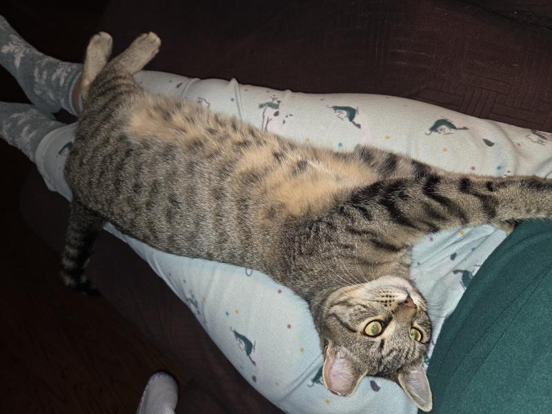 Hammy, Adoptable, Young Male Tabby & Domestic Short Hair.