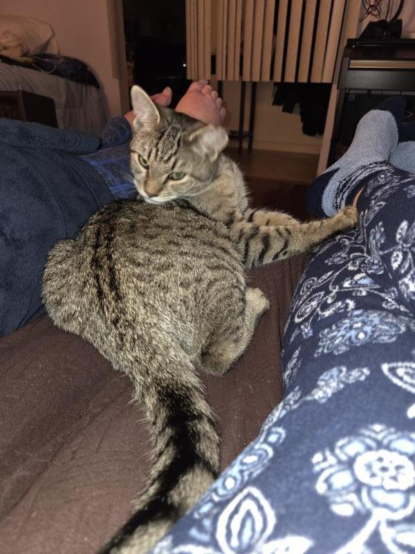 Enlarge Hammy, a Adoptable mixed breed in Sunnyvale, CA image 2/3