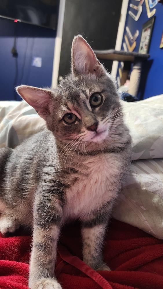 Pinball, Adoptable, Kitten Male Domestic Short Hair.