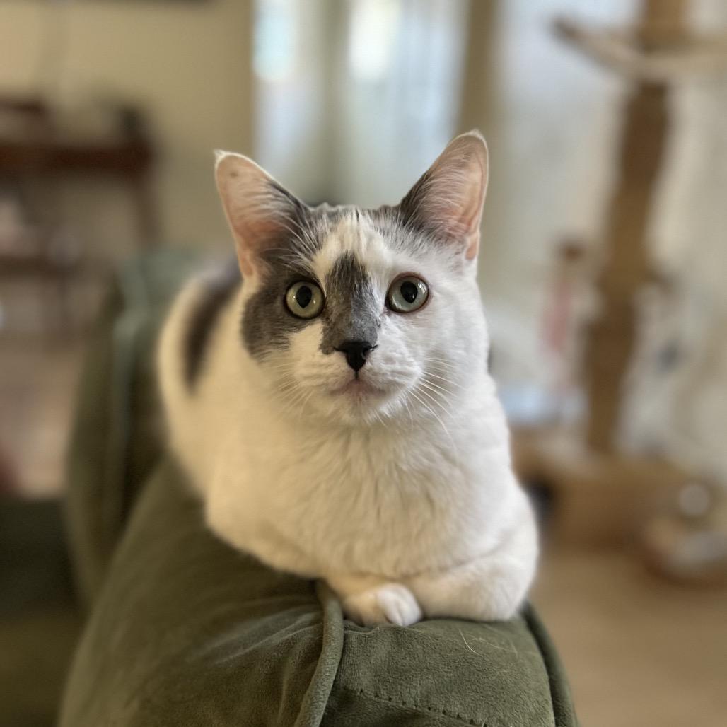 Mojo, Adoptable, Adult Male Turkish Van.