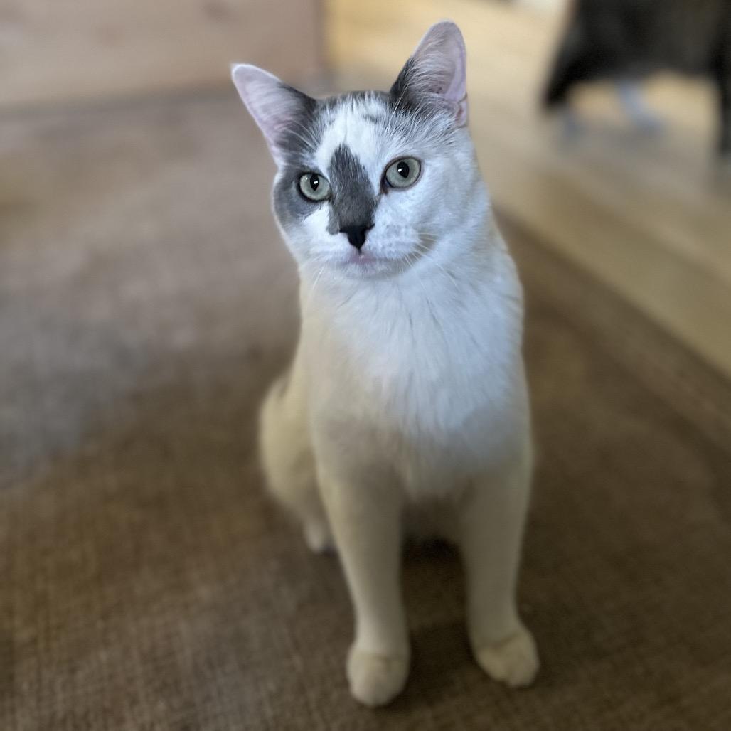 Enlarge Mojo, a Adoptable Turkish Van in Bountiful, UT image 2/2