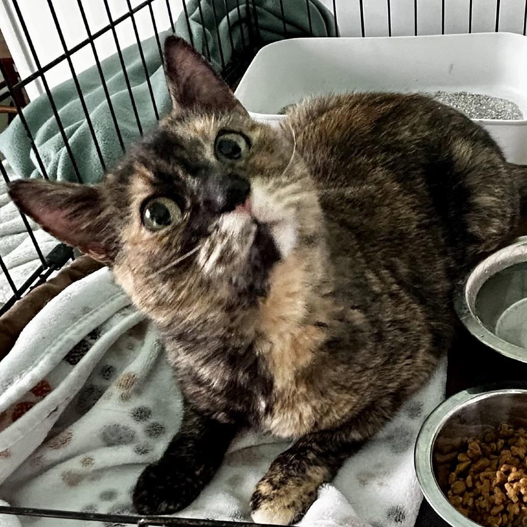 Enlarge Katniss, a Adoptable Domestic Short Hair in Othello, WA image 1/3