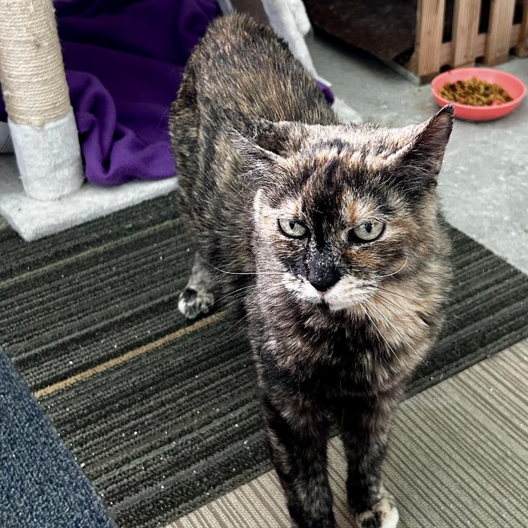 Enlarge Katniss, a Adoptable Domestic Short Hair in Othello, WA image 2/3