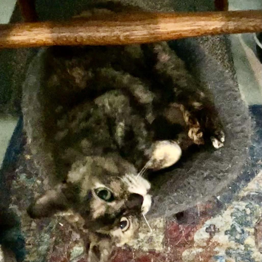 Enlarge Katniss, a Adoptable Domestic Short Hair in Othello, WA image 3/3