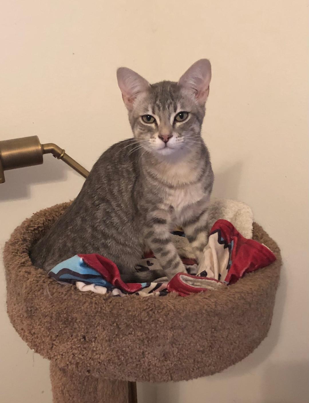 Enlarge Wiggles & Fozzy, an adopted mixed breed in Franklin, MA image 3/5