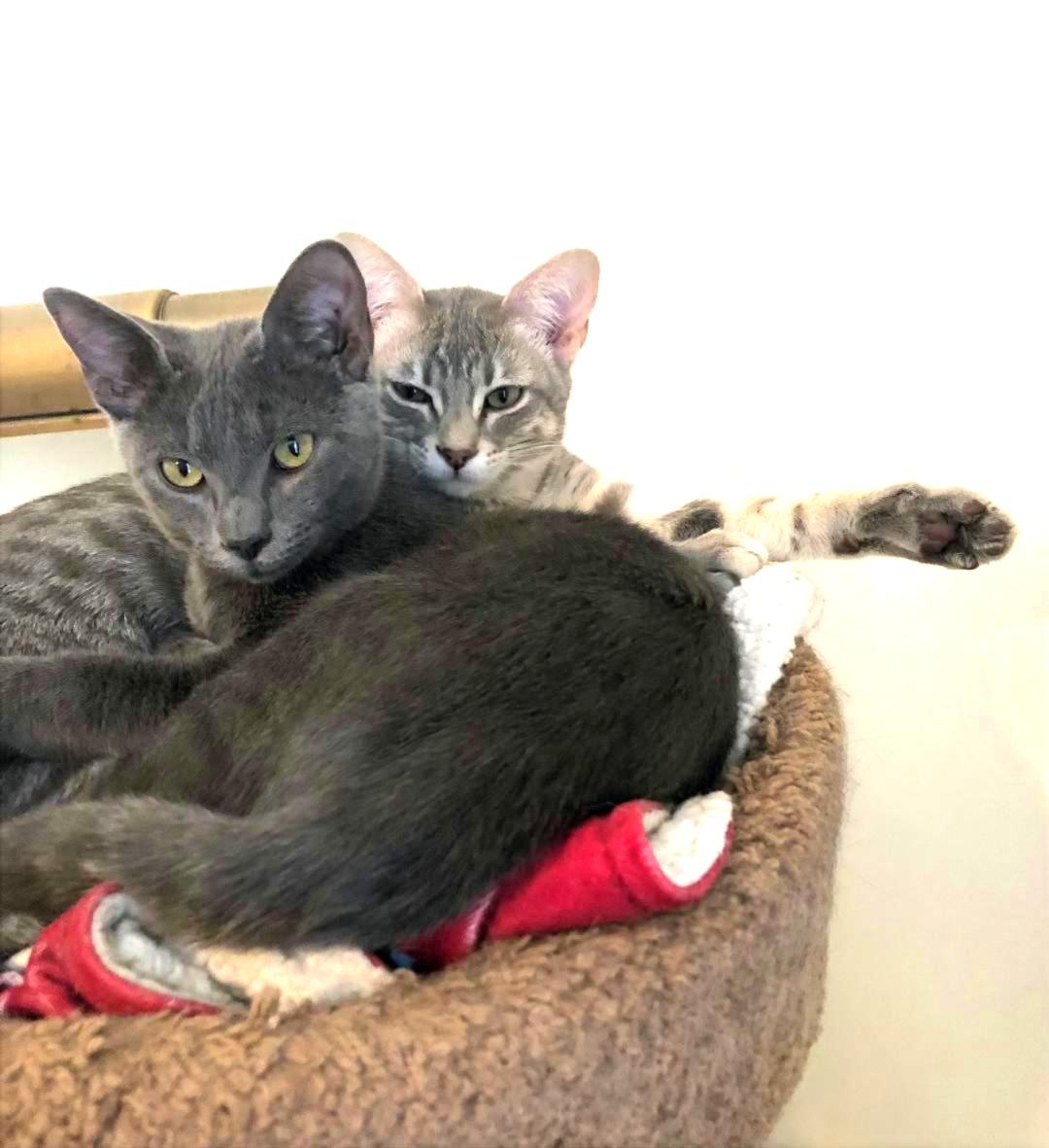 Enlarge Wiggles & Fozzy, an adopted mixed breed in Franklin, MA image 1/5