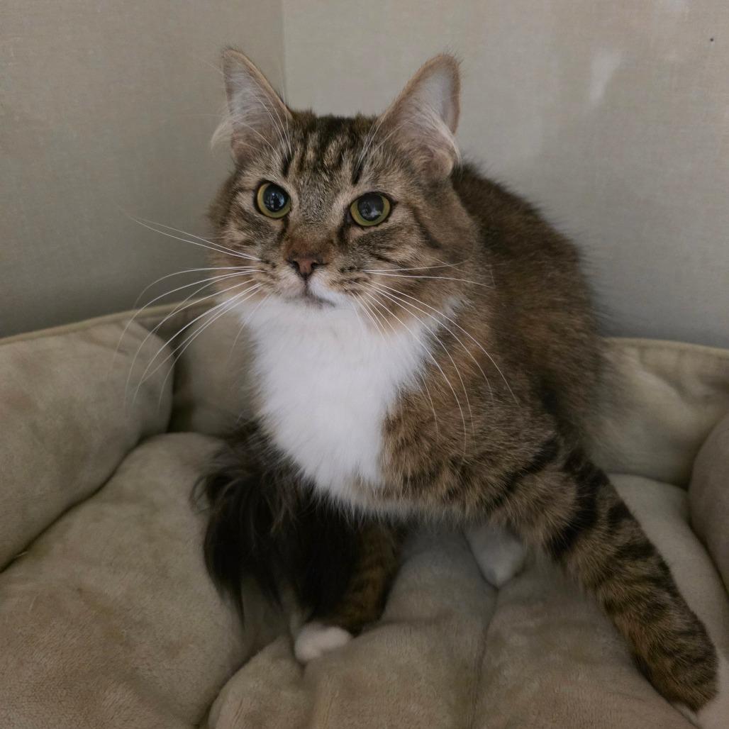 Enlarge Oak, a Adoptable Domestic Medium Hair in Watertown, NY image 1/5