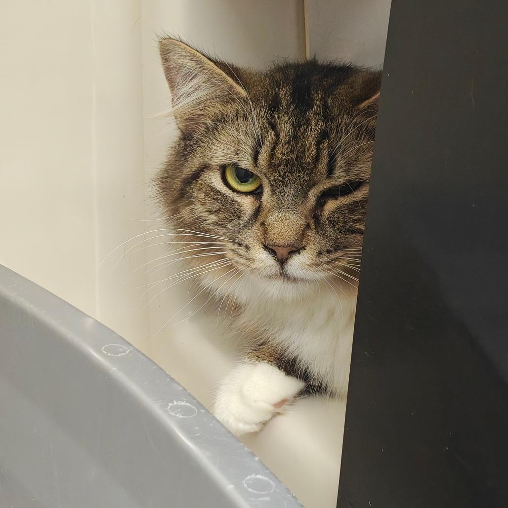 Enlarge Oak, a Adoptable Domestic Medium Hair in Watertown, NY image 2/5