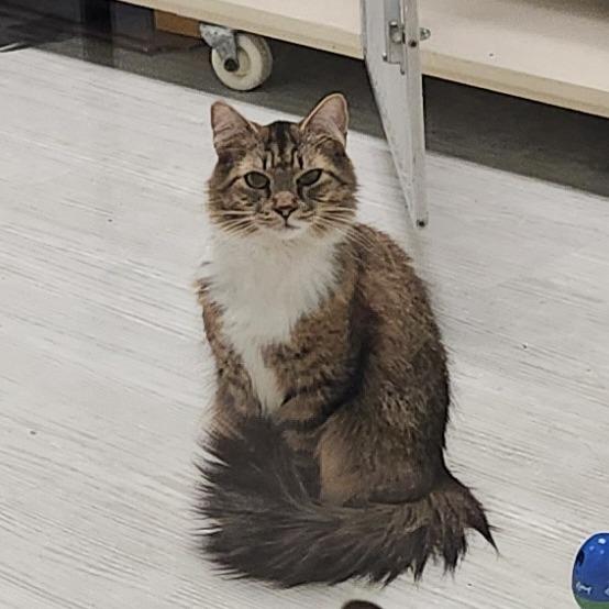 Enlarge Oak, a Adoptable Domestic Medium Hair in Watertown, NY image 3/5