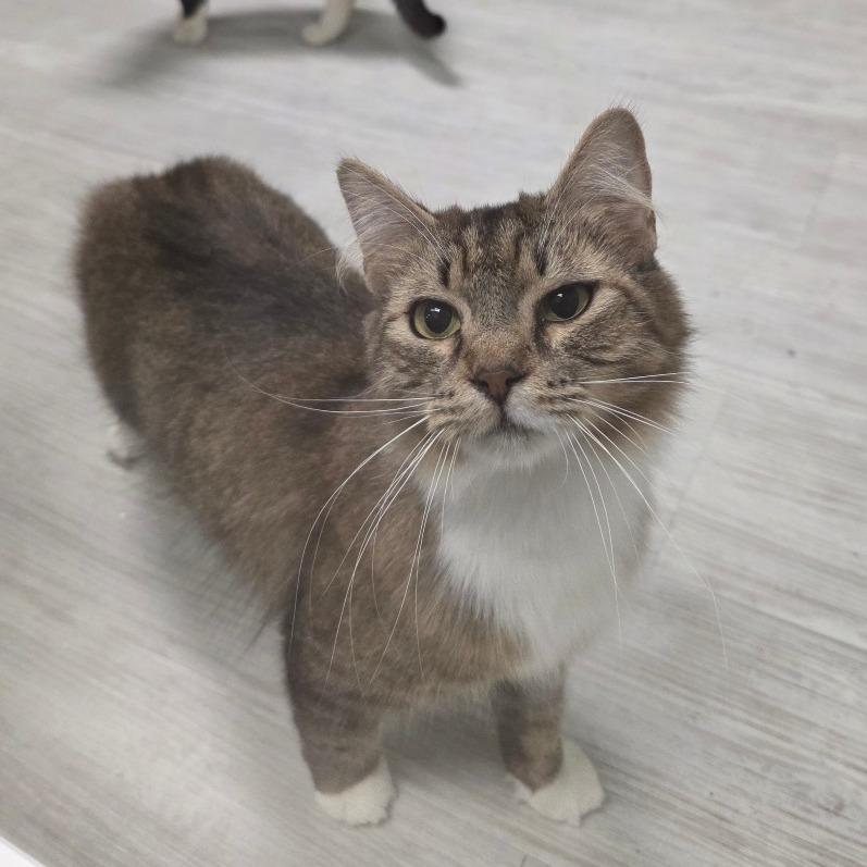 Enlarge Oak, a Adoptable Domestic Medium Hair in Watertown, NY image 4/5