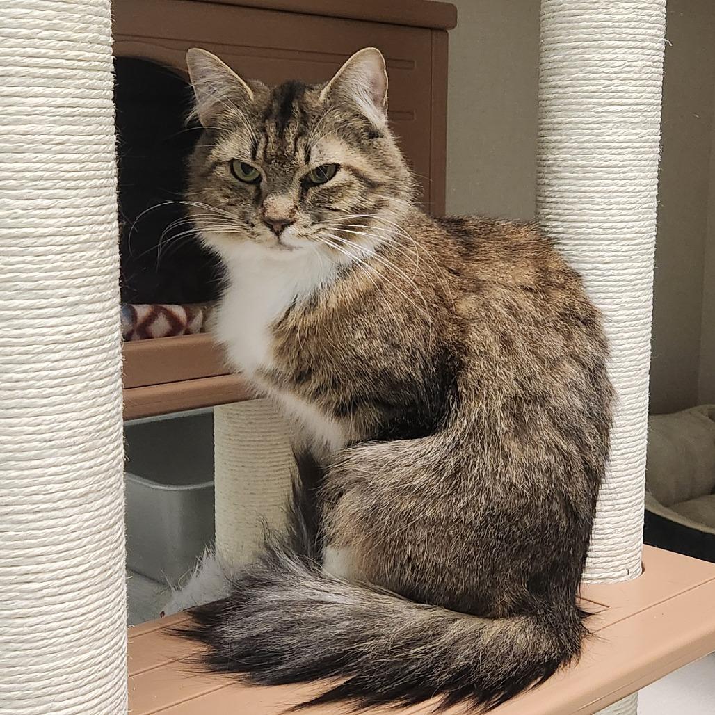 Enlarge Oak, a Adoptable Domestic Medium Hair in Watertown, NY image 5/5